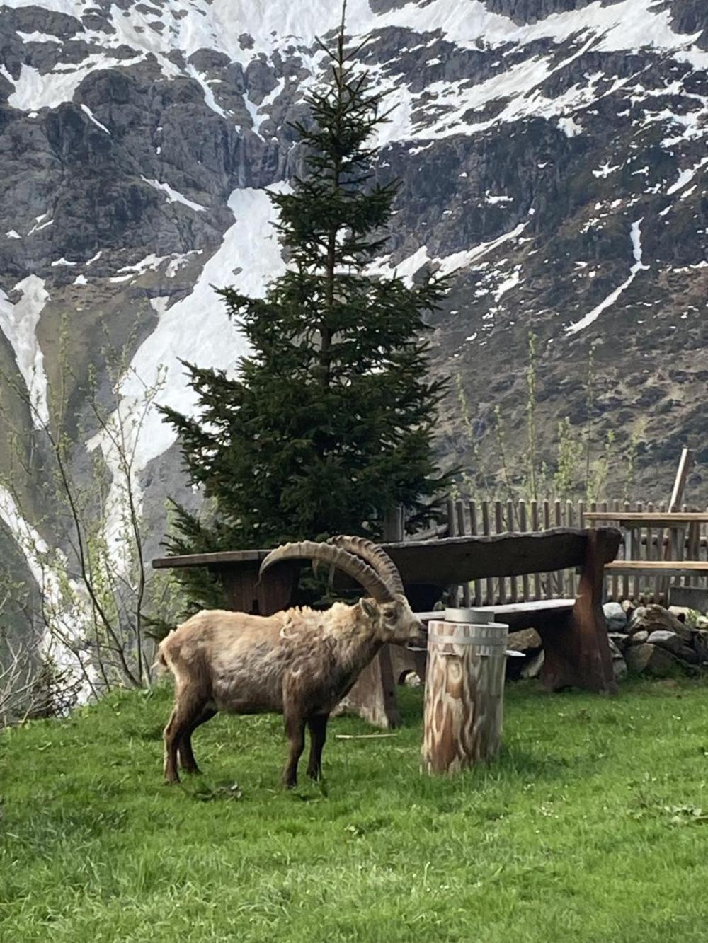 Отель Berggasthaus Tschingelhorn Штехельберг Экстерьер фото